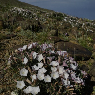 Convolvulus tragacanthoides